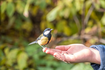 A tit sits on a man's hand and eats seeds.