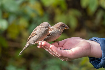 The boy feeds the birds with seeds from his hand. Sparrow eats seeds from the boy's hand