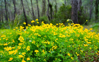 Yellow flowers of crown vetch. Flowering plant close-up. Coronilla.
