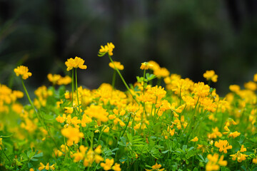 Yellow flowers of crown vetch. Flowering plant close-up. Coronilla.
