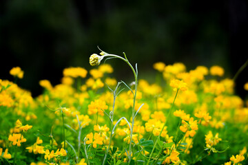 Yellow flowers of crown vetch. Flowering plant close-up. Coronilla.
