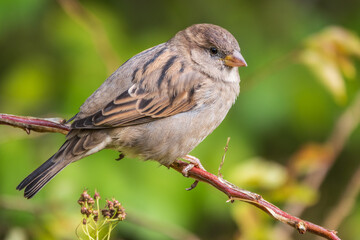 Sparrow sitting on a green branch in autumn. Sparrow with playful poise on branch in autumn or summer