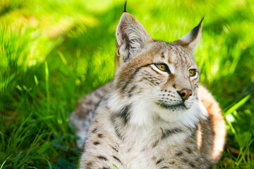 Portrait of a lynx. Animal close-up.
