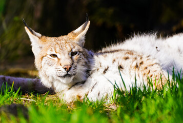 Portrait of a lynx. Animal close-up.
