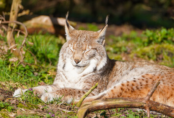 Portrait of a lynx. Animal close-up.
