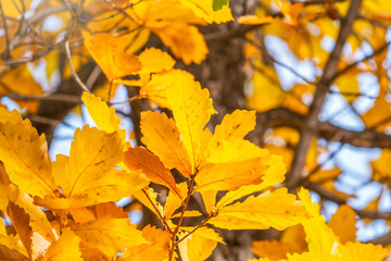Oak branches with yellow leaves in autumn park