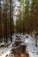 Spring's Reawakening: Harz Forest with Lingering Winter's Touch