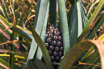 Close up young pineapple coved with leaves protecting from strong sunlight, Agriculture Business