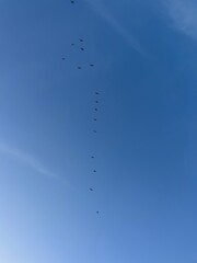 Birds flying in the blue sky