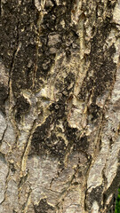 Closeup texture of tree bark.