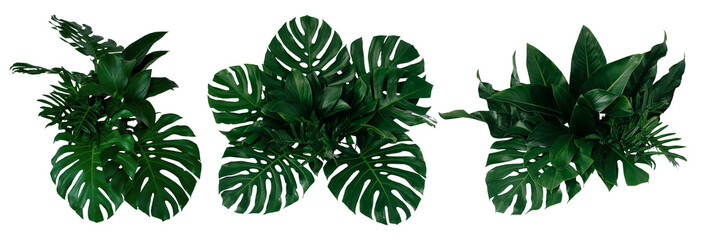 Plant leaves Green nature Tropical forest isolated on transparent background - png  © eakarat