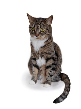 Portrait of a gray, striped cat on a white background