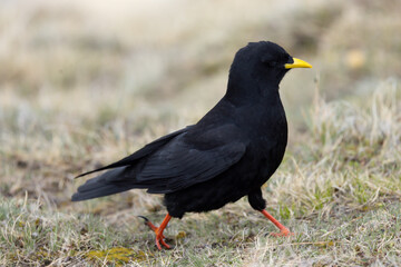 Alpendohle im Frühling.