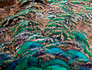 Close up Indian Pheasant, an abstract combination of the color , pattern and From of Male Peacock's feather