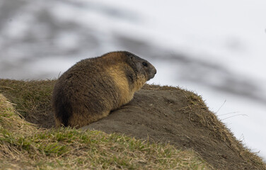 Murmeltier, mankei, muggen im Frühling