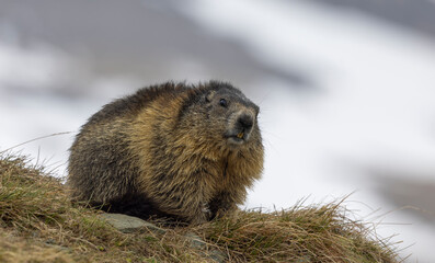 Murmeltier, mankei, muggen.