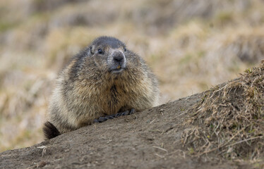 Murmeltier, mankei, muggen vor dem Bau