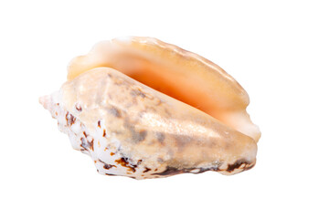  isolated shell of mussel over transparent background