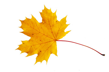  isolated leaf of maple tree over transparent background
