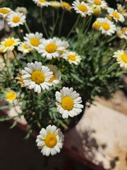 White flowers with a wonderful character that grow in spring, beautiful and attractive color