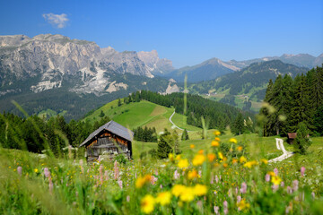 Blick durch eine blühende Wiese, vorbei an rustikalen Almhütten auf die Südtiroler Dolomiten bei...