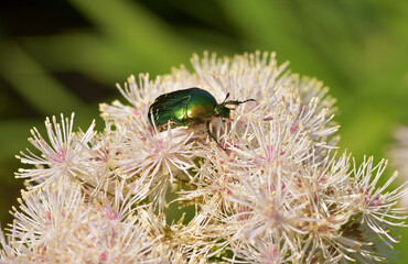 Ein Gold-Rosenkäfer auf einer Wiesenraute Blüte.