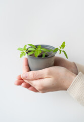 We grow tomato seedlings at home. A female hand holds a tomato sprout with roots in a plastic cup. Agricultural preparatory works.