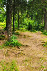 forest trail in park. beautiful summer countryside background