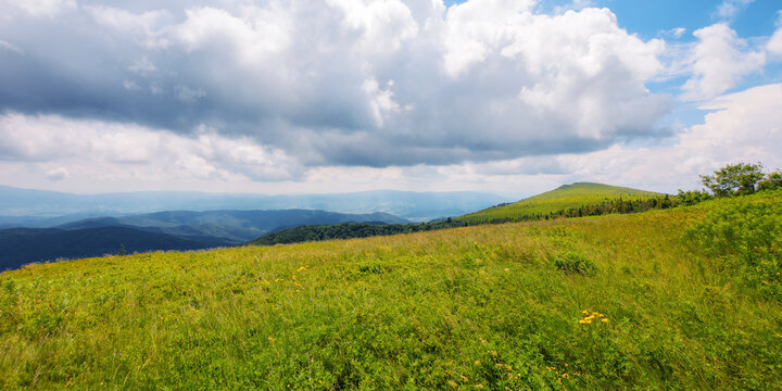 grassy meadows on the hills of ukrainian highlands. wilderness of carpathian mountains in summer