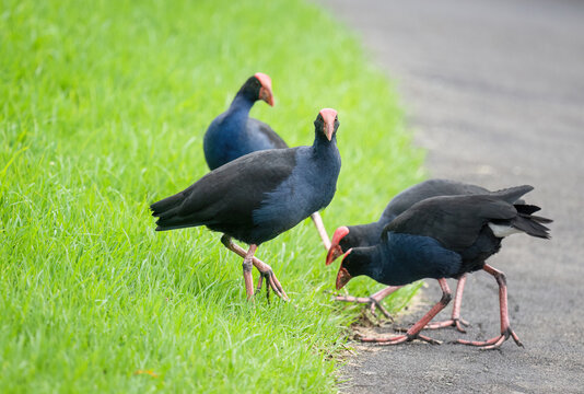 Four Pukekos, or Australasian Swamphen, at Western Springs Park in Auckland.