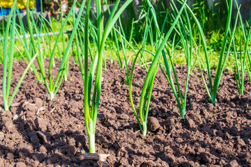 Green onions growing under the rays of the warm sun. Cultivated land close up. Agriculture plant growing in bed row. Sprouting agricultural plant. Green natural food crop