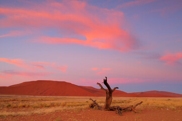 Fototapeta na wymiar Sand dunes in Namib desert. Sossusvlei. Namib-Naukluft National Park. Namibia