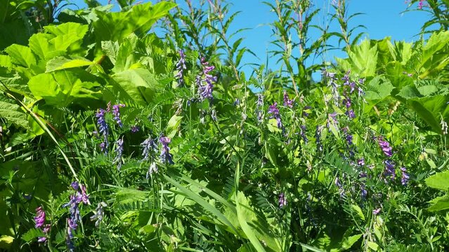 Hogweed, Cow Parsnip, Heracleum sphodylium. One of our favourite wild foods with three edible crops. Phototoxicity of Giant Hogweed, Heracleum mantegazzianum. Mouse peas.