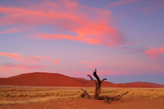 Sand dunes in Namib desert. Sossusvlei. Namib-Naukluft National Park. Namibia