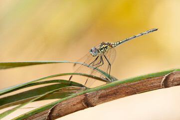 Blue dragonfly resting on a branch