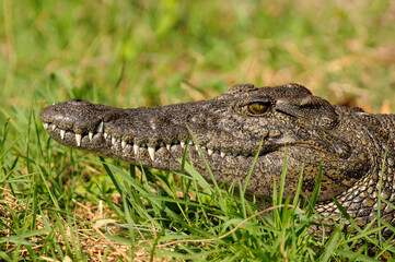 Alligator in Okavango Delta (Botswana)