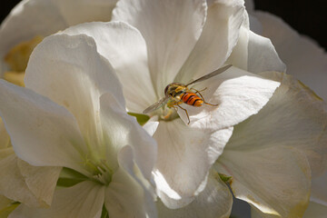 A hover fly at a flower is searching for nectar