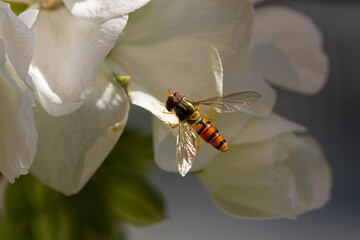 A hover fly at a flower is searching for nectar