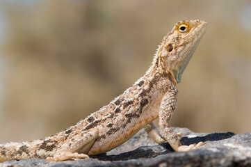 Naklejka na ściany i meble Lizard on a stone in Namib-Naukluft National Park. Namibia
