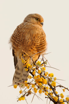 Greater kestrel (Falco rupicoloides) in Etosha National Park (Namibia)