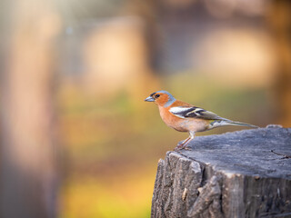 Common chaffinch, Fringilla coelebs, sits on a tree. Common chaffinch in wildlife.