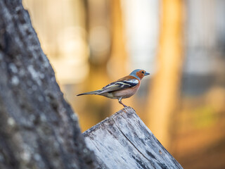 Common chaffinch, Fringilla coelebs, sits on a tree. Common chaffinch in wildlife.