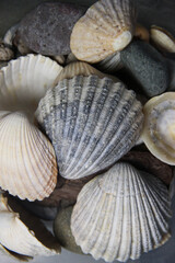 Mix of big beautiful shells, macro shot