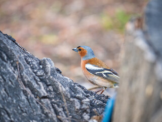 Common chaffinch, Fringilla coelebs, sits on a tree. Common chaffinch in wildlife.