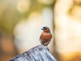Common chaffinch, Fringilla coelebs, sits on a tree. Common chaffinch in wildlife.
