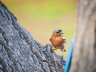 Common chaffinch, Fringilla coelebs, sits on a tree. Common chaffinch in wildlife.