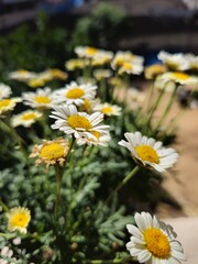 White flowers with a wonderful character that grow in spring, beautiful and attractive color