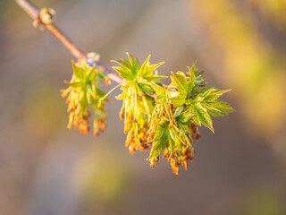 Fresh maple leaves with flowers and seeds
