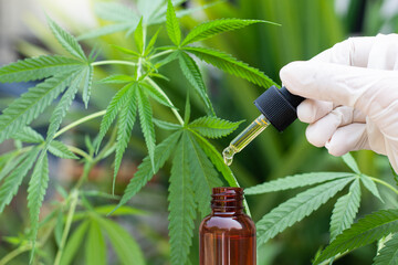 cbd hemp oil or cannabis oil