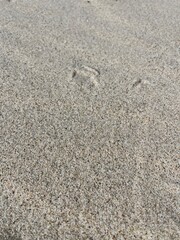 Fototapeta na wymiar Natural beach sand background, white sand, sea sand 